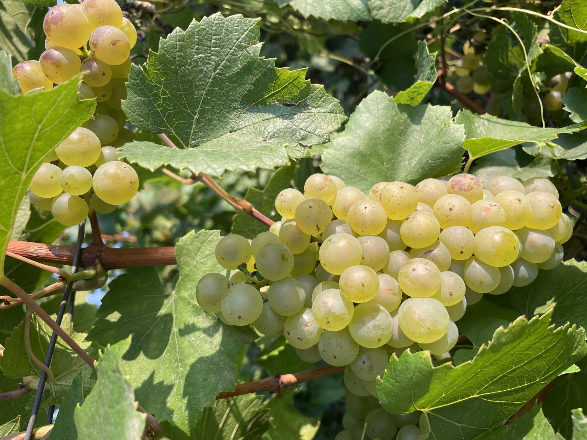 Chardonnay à maturité