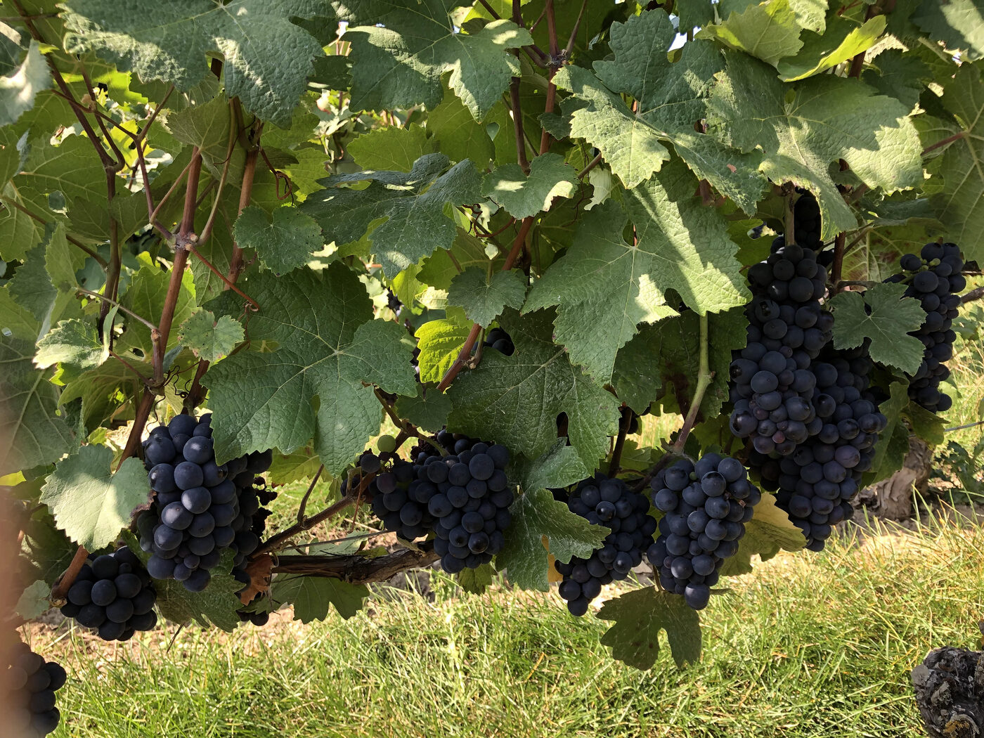 Vendanges à la main en Champagne