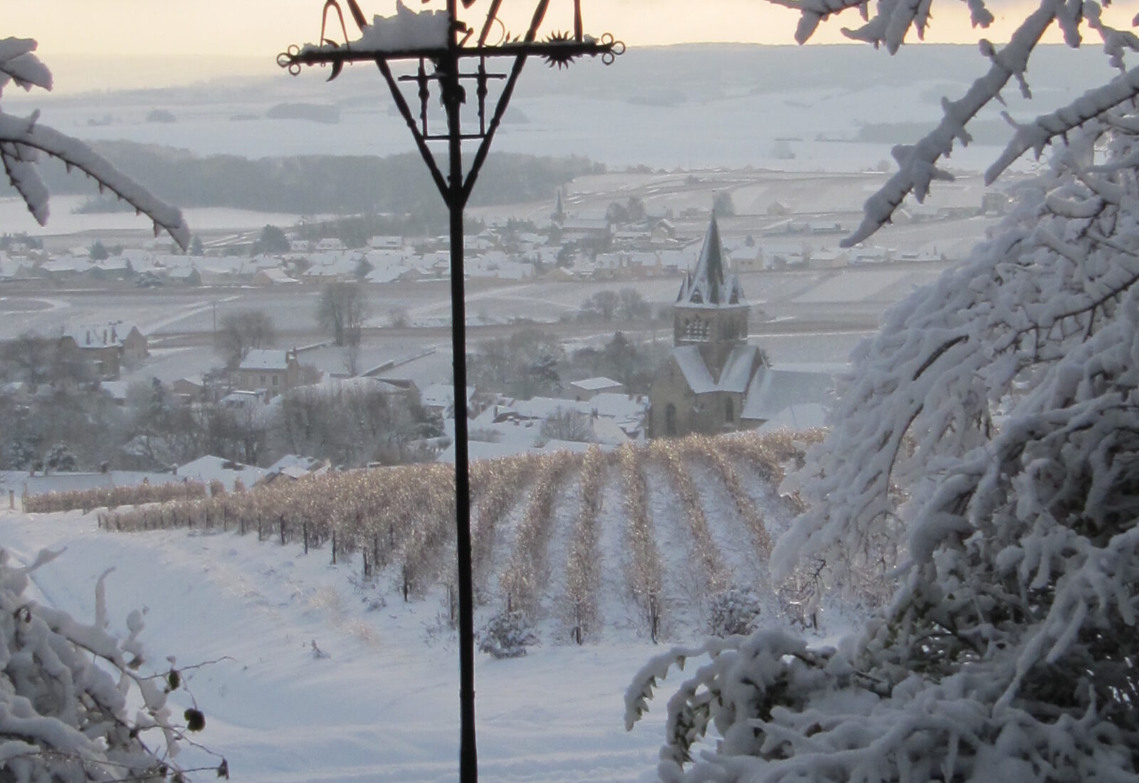 Le vignoble en hiver