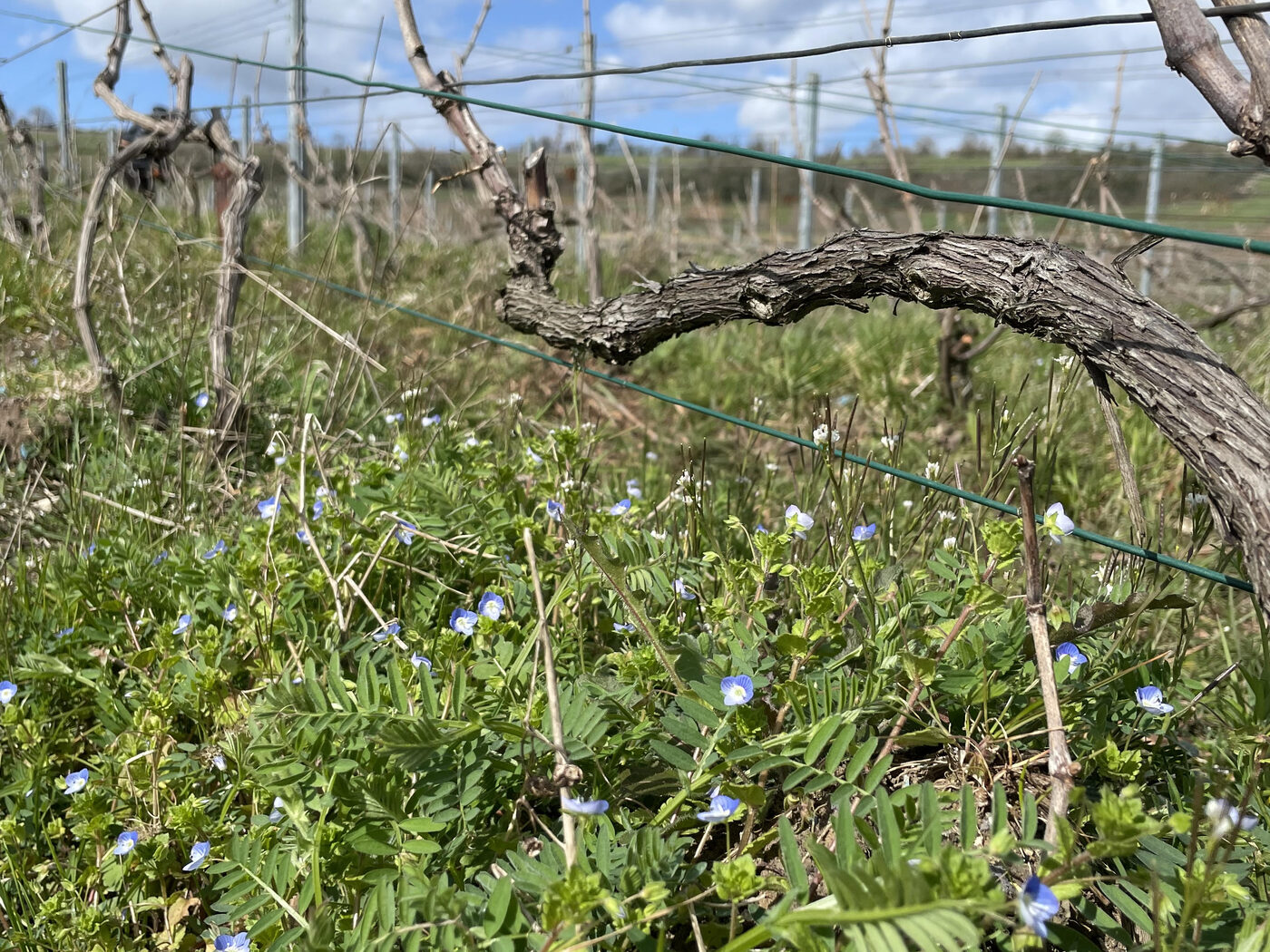 Vignes de Champagne au printemps