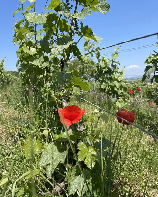 Coquelicots en bord de parcelle