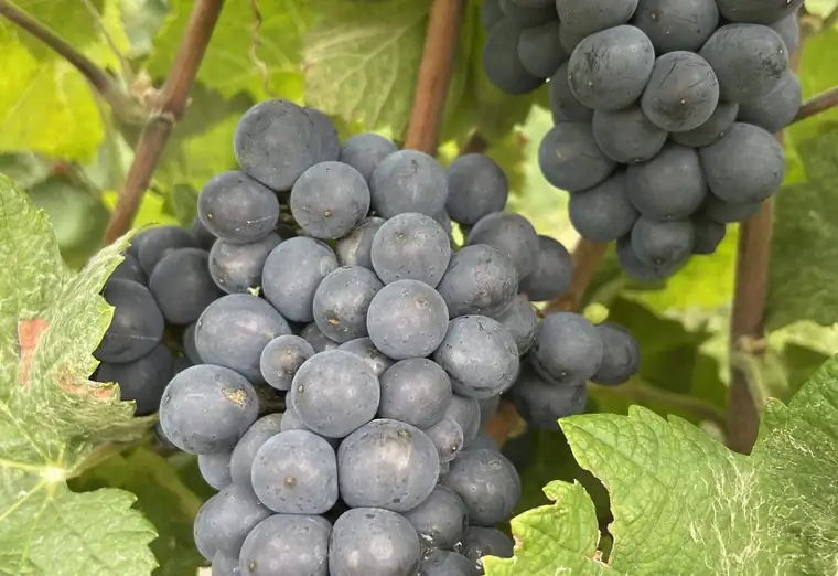 Grappes de meunier à maturité