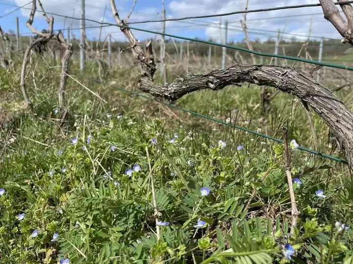Les vignes au printemps